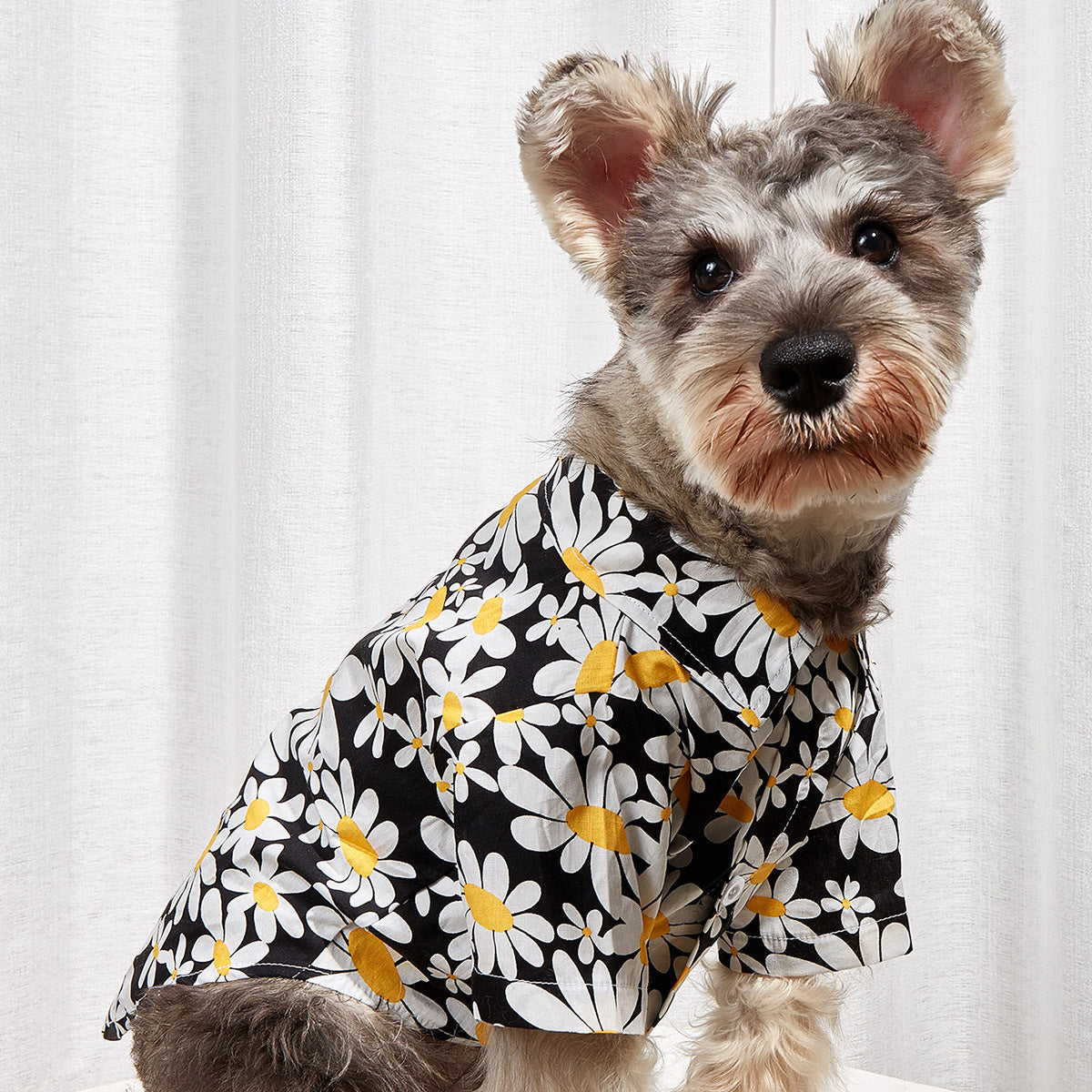 Sunflower Collar Shirt